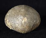 Micraster brevis DESOR in AGASSIZ & DESOR 1847 - Bild © FossNet FossilienStore